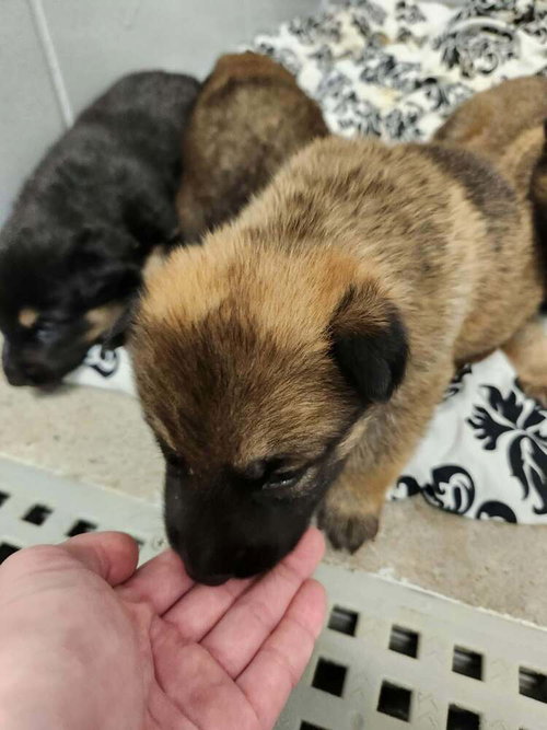 Pumpkins Litter Amber - Located in SC, a dog for adoption from Malinois and Dutch Shepherd Rescue, Inc.