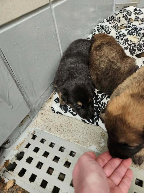 Photo 2 of Pumpkins Litter Amber - Located in SC