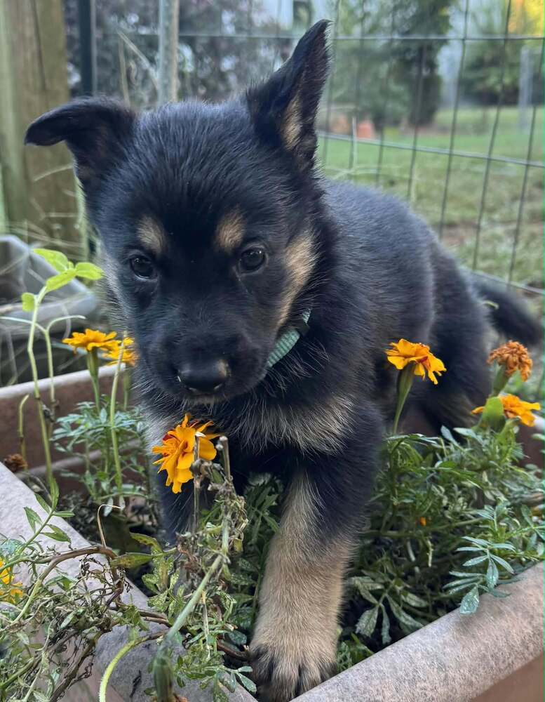 Pumpkins Litter Amber - Located in SC, photo 2