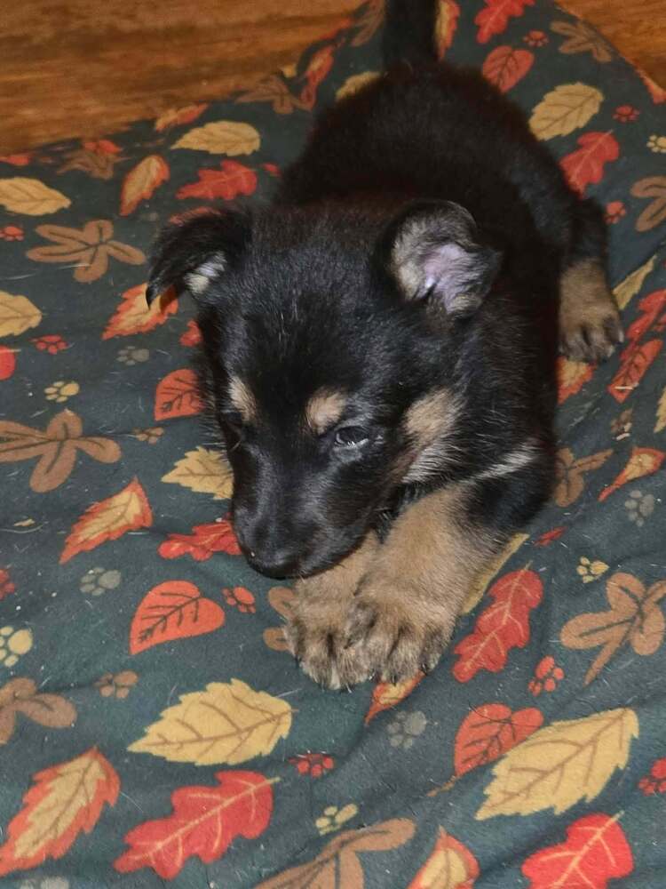 Pumpkins Litter Amber - Located in SC, photo 3