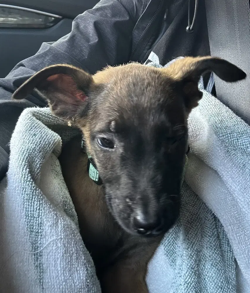 Disney Dogs - Dante - Located In Fl image 1