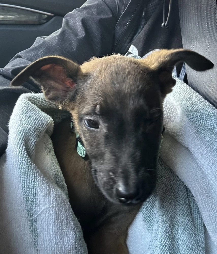 Disney Dogs - Dante - Located In Fl
