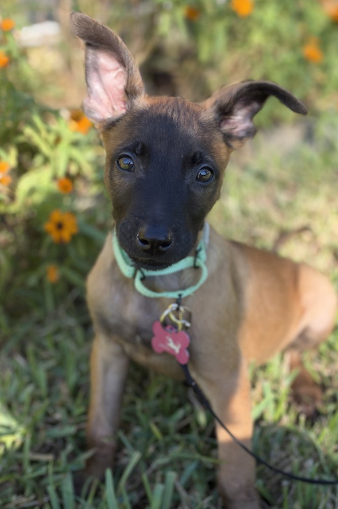 Disney Dogs - Dante - Located in FL
