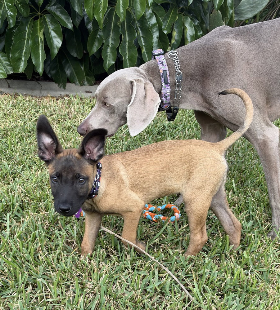 Disney Dogs - Dante - Located in FL, photo 2