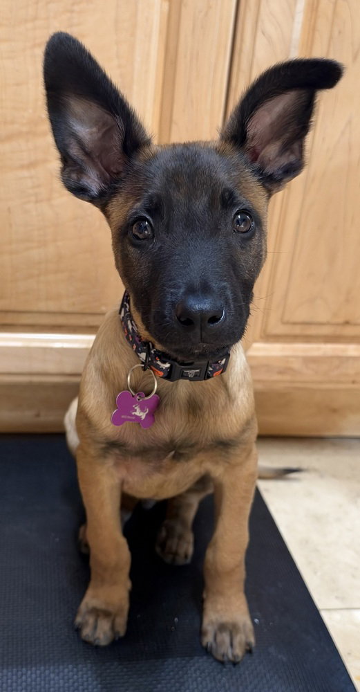 Disney Dogs - Dante - Located in FL, photo 3