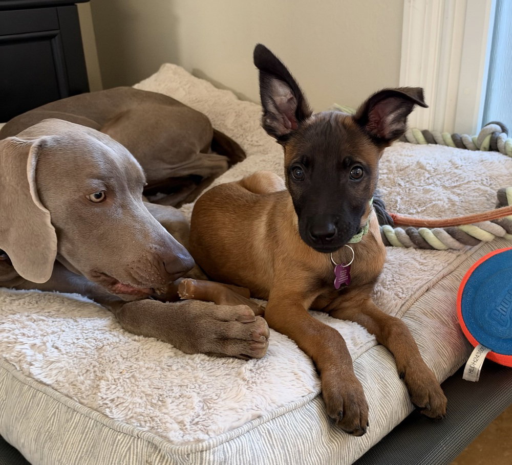 Disney Dogs - Dante - Located in FL, photo 4