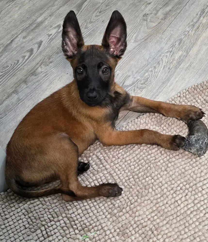 Disney Dogs - Dodger - Located In Fl - Belgian Shepherd Malinois