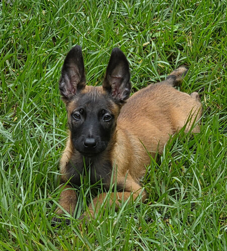 Disney Dogs - Dodger - Located in FL, photo 3