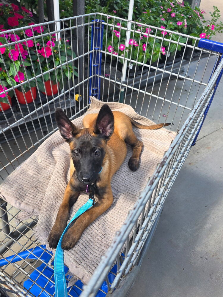Disney Dogs - Dodger - Located in FL, photo 4