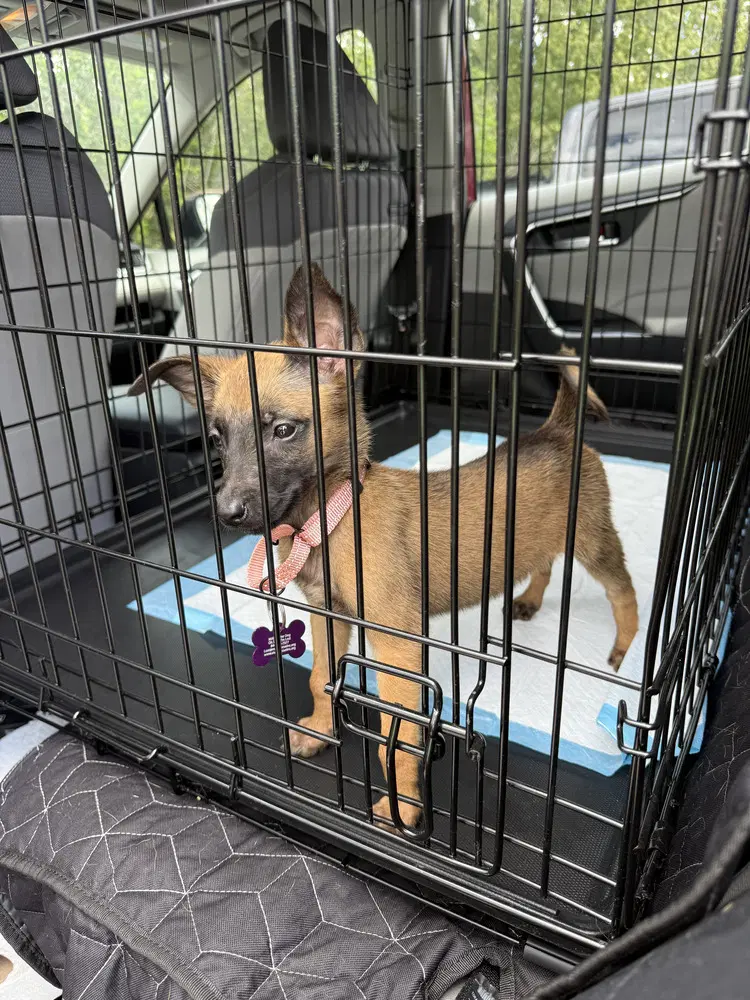 Disney Dogs - Perdita - Located In Fl - Belgian Shepherd Malinois