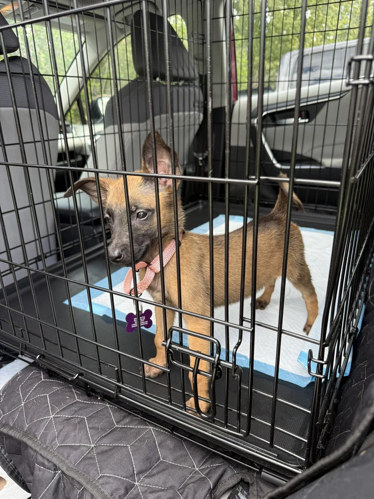 Disney Dogs - Perdita - Located In Fl
