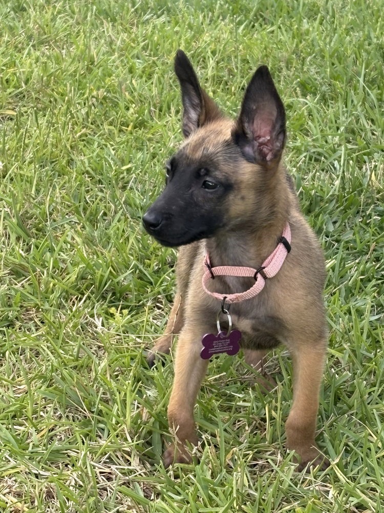 Disney Dogs - Perdita - Located in FL