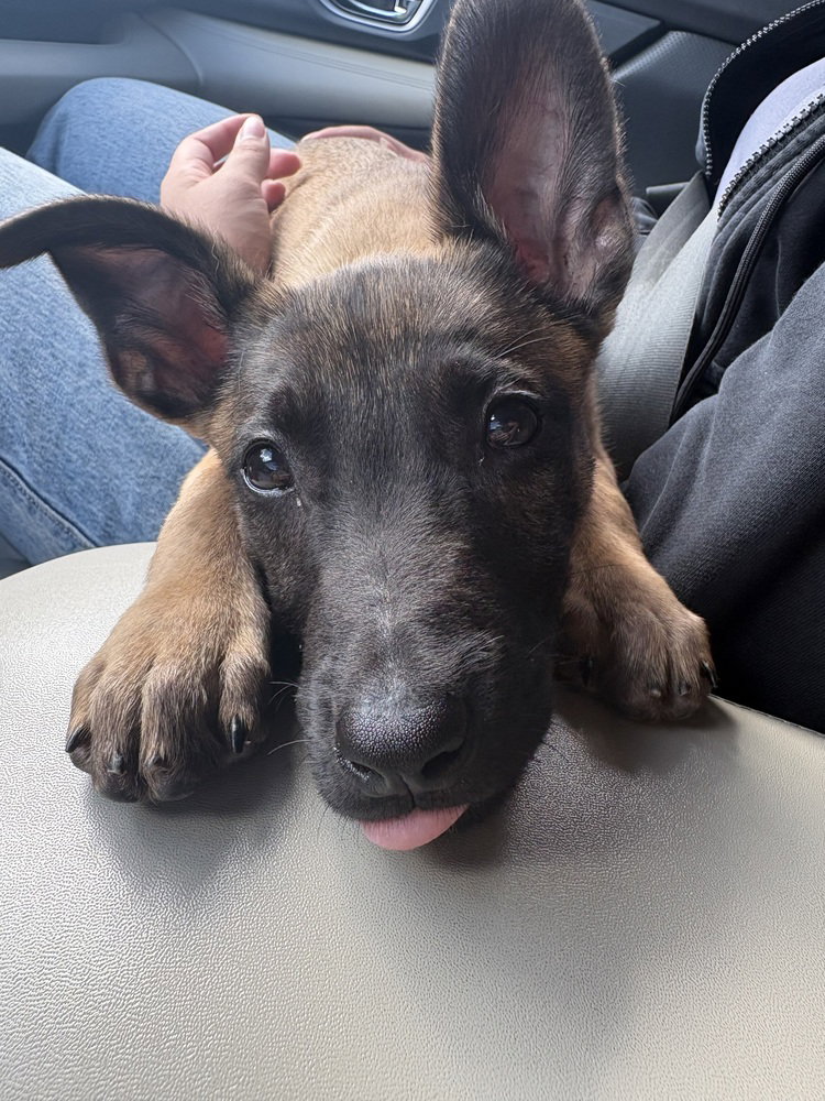 Disney Dogs - Perdita - Located in FL, photo 2