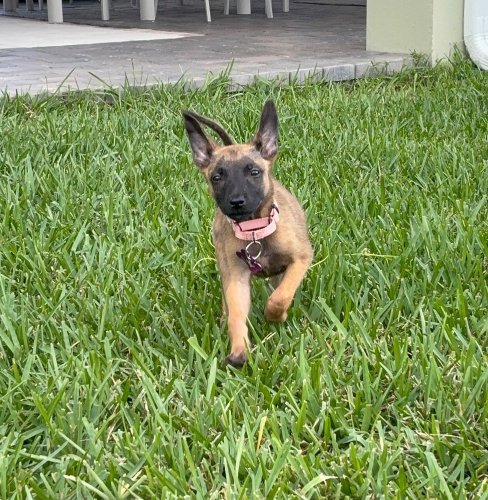 Disney Dogs - Perdita - Located in FL, photo 3