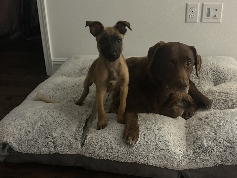 Disney Dogs - Perdita - Located in FL, photo 4