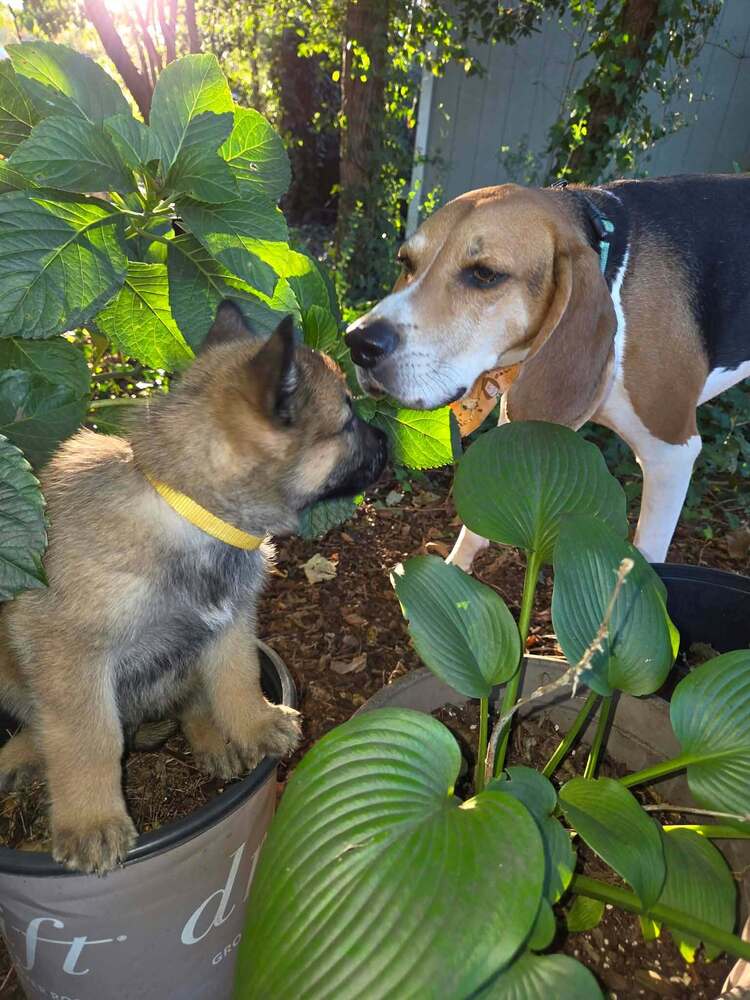Pumpkins Litter Sorrel - Located in SC, photo 3