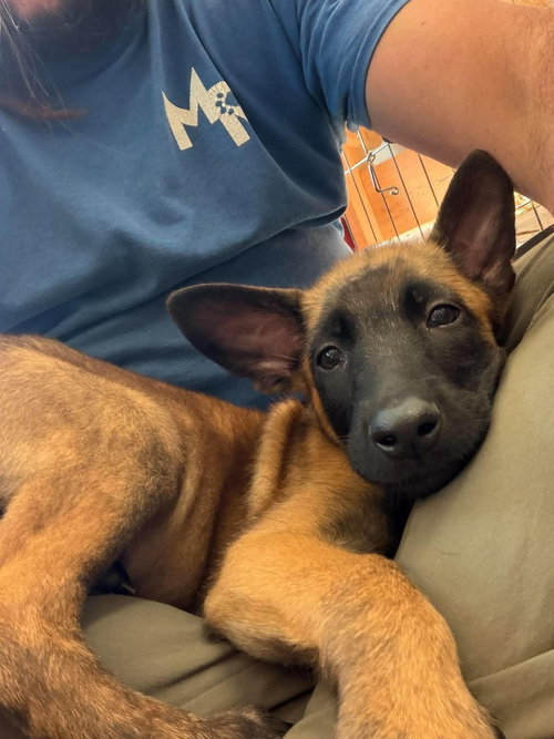 Elements Litter - Xenon - Located in Georgia, a dog for adoption from Malinois and Dutch Shepherd Rescue, Inc.