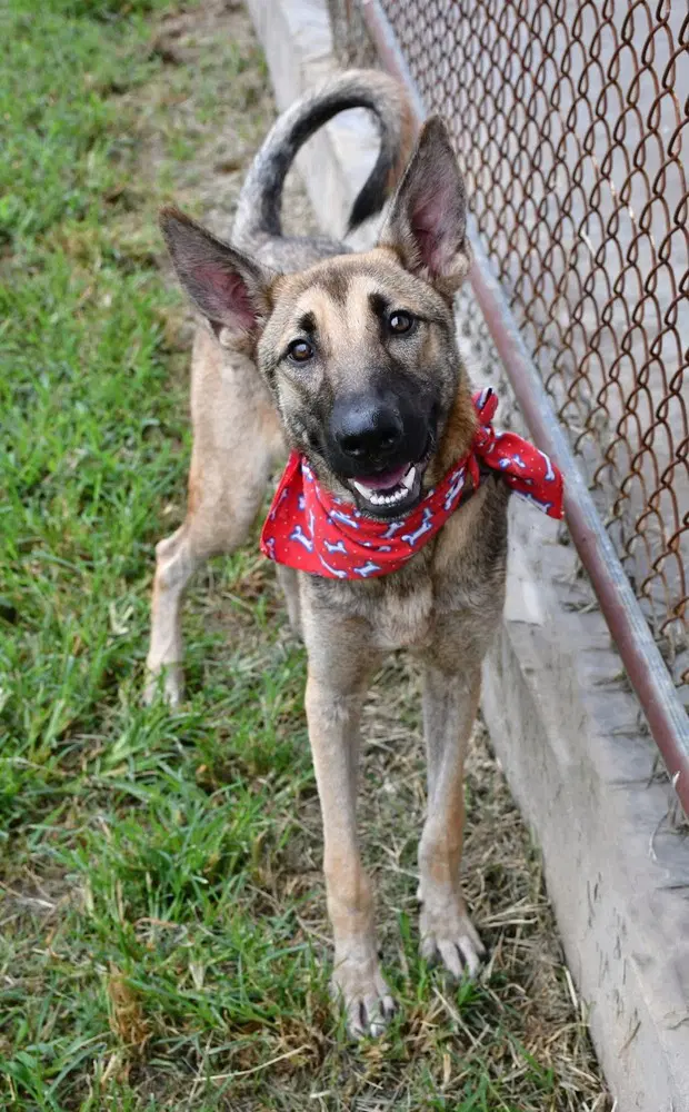 Colt - Located In Texas - Belgian Shepherd Malinois