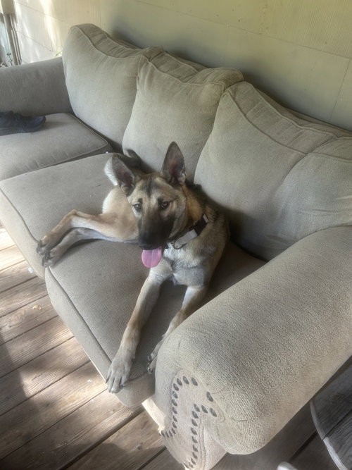 Photo 3 of Colt - Located in Texas