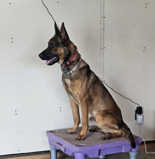 Marty - Located in CO, a dog for adoption from Malinois and Dutch Shepherd Rescue, Inc.