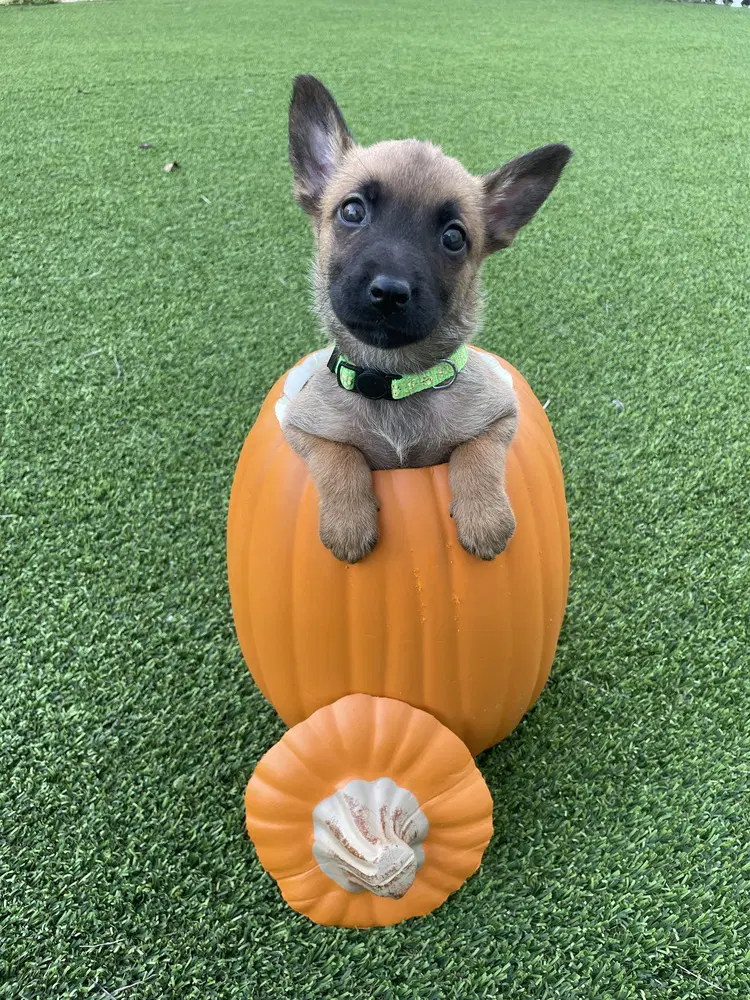 Hallowed Harvest - Mystic - Located In Florida - Belgian Shepherd Malinois