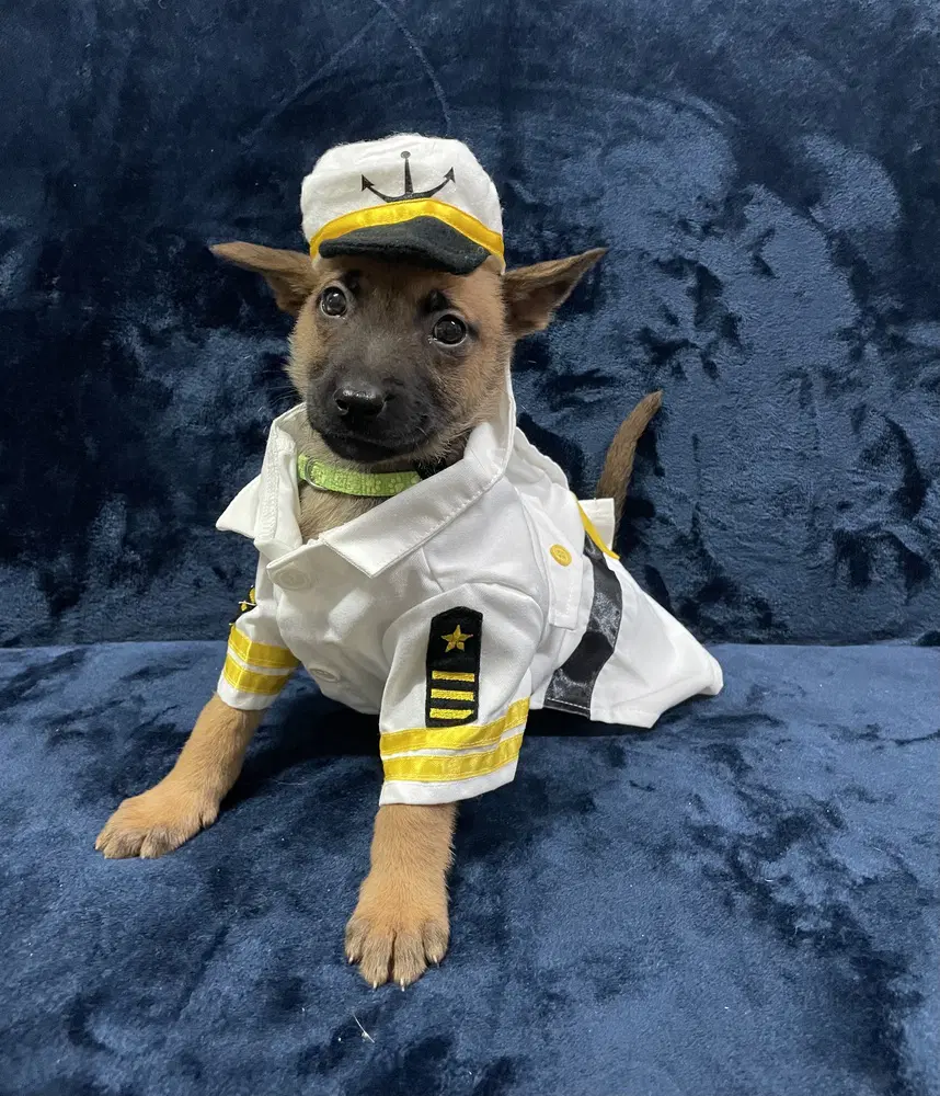 Hallowed Harvest - Mystic - Located In Florida - Belgian Shepherd Malinois