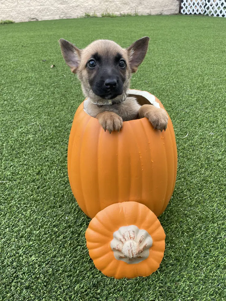 Hallowed Harvest - Baby Boo - Located In Florida - Belgian Shepherd Malinois