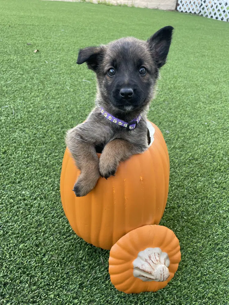Hallowed Harvest - Batwing - Located In Florida - Belgian Shepherd Malinois