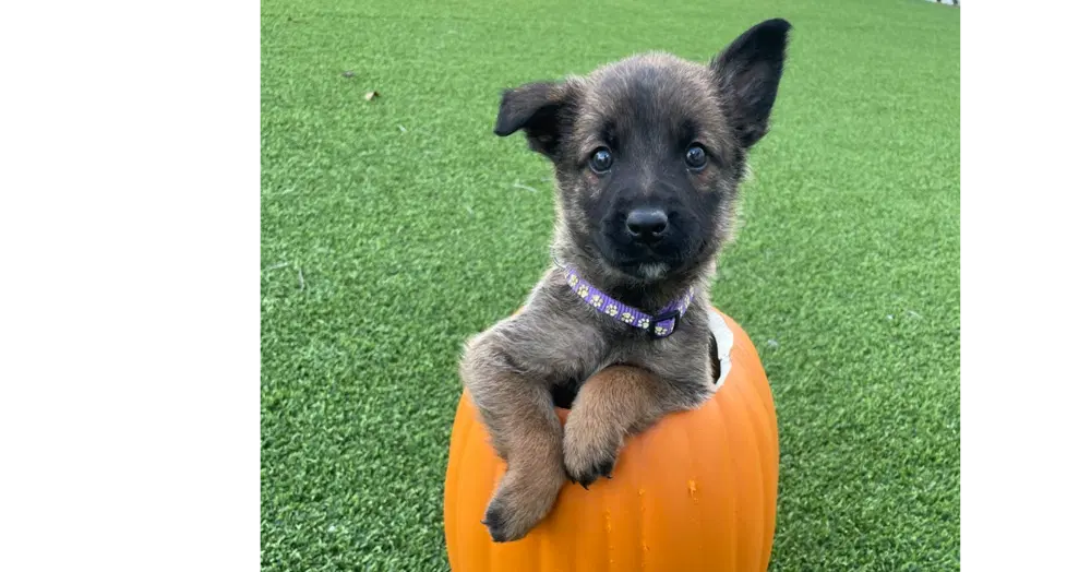 Hallowed Harvest - Batwing - Located In Florida - Belgian Shepherd Malinois