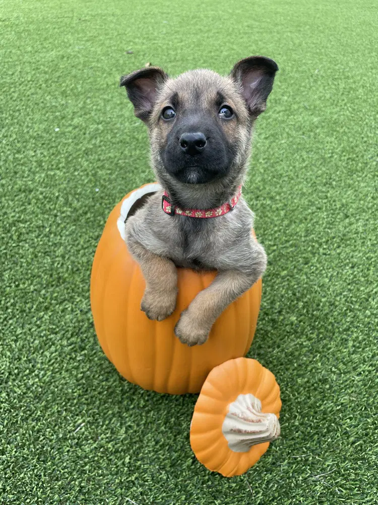Hallowed Harvest - Cushaw - Located In Florida - Belgian Shepherd Malinois