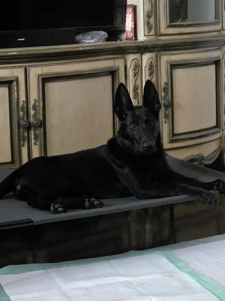Demi - Located In Florida - Belgian Shepherd Malinois