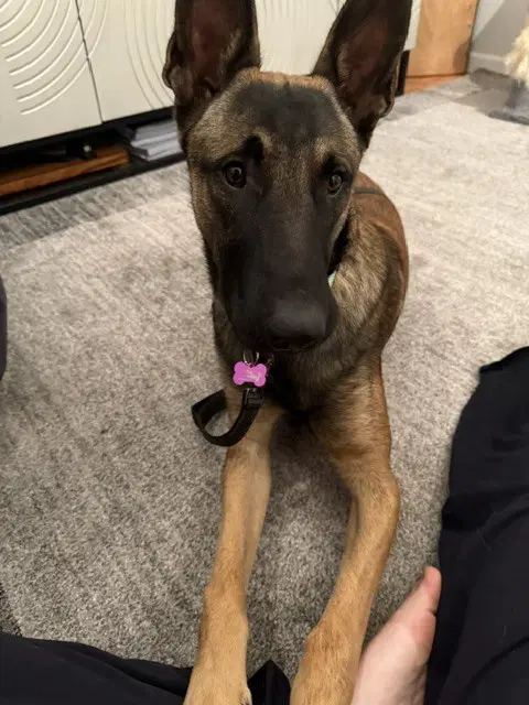 Rambo Located In California image 3