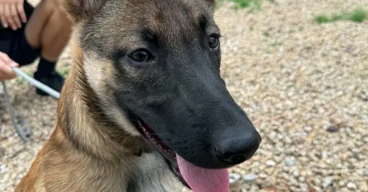 Veera Located In Goodyear Az - Belgian Shepherd Dog Sheepdog