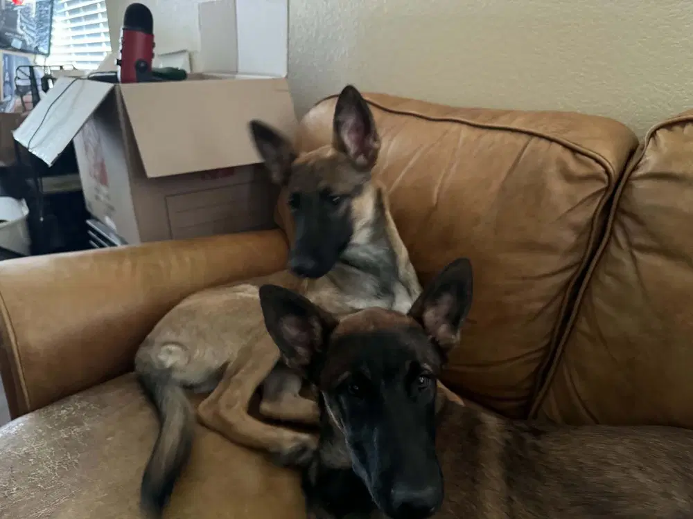 Veera Located In Goodyear Az image 2