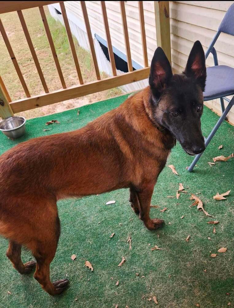 Mallory The Malinois Located In South Carolina