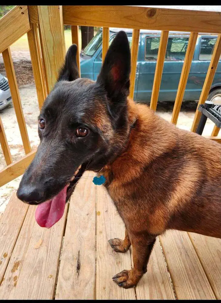 Mallory The Malinois Located In South Carolina image 2