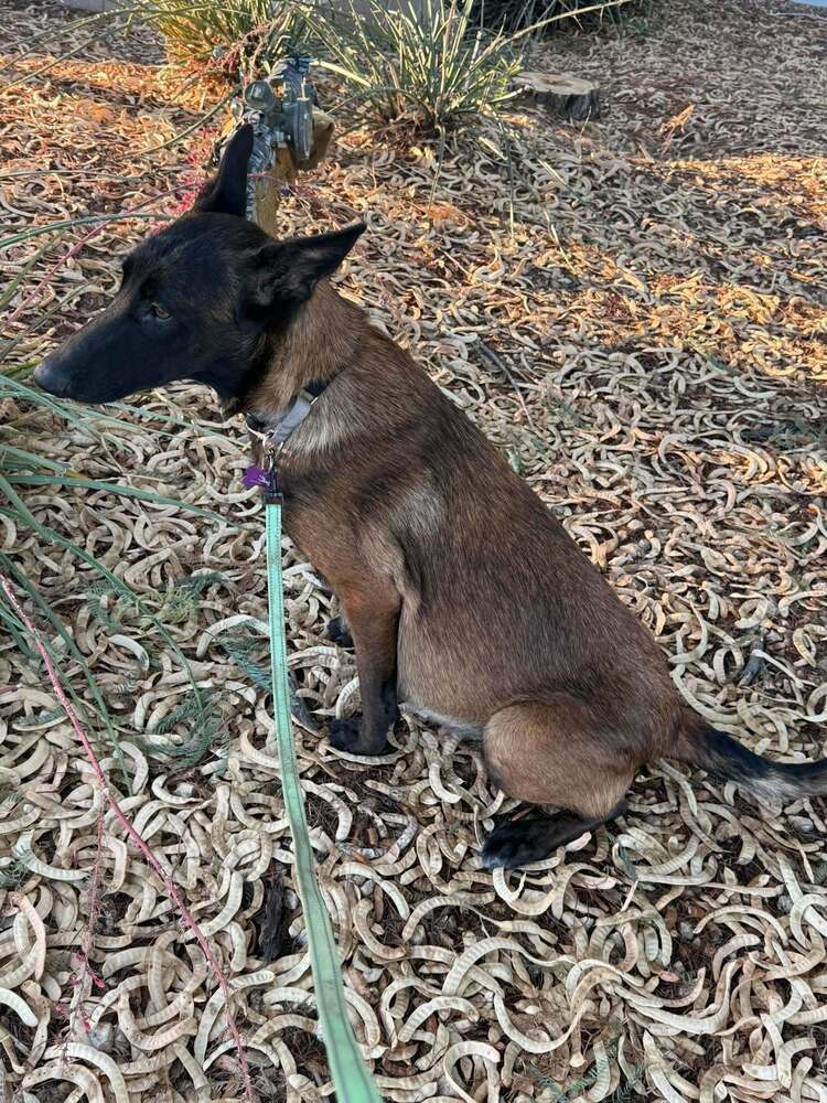 Eevee located in Arizona