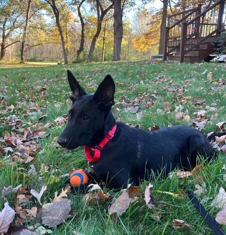 Dark Knight Batman - Located In Wi - Belgian Shepherd Malinois