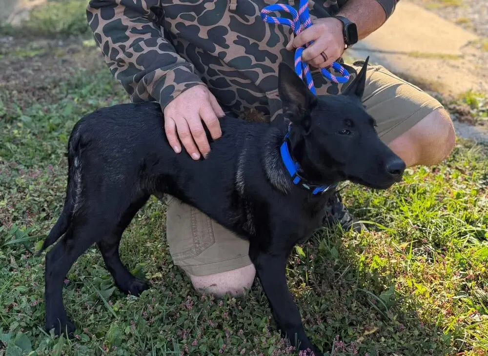 Dark Knight Robin - Located In In - Belgian Shepherd Malinois