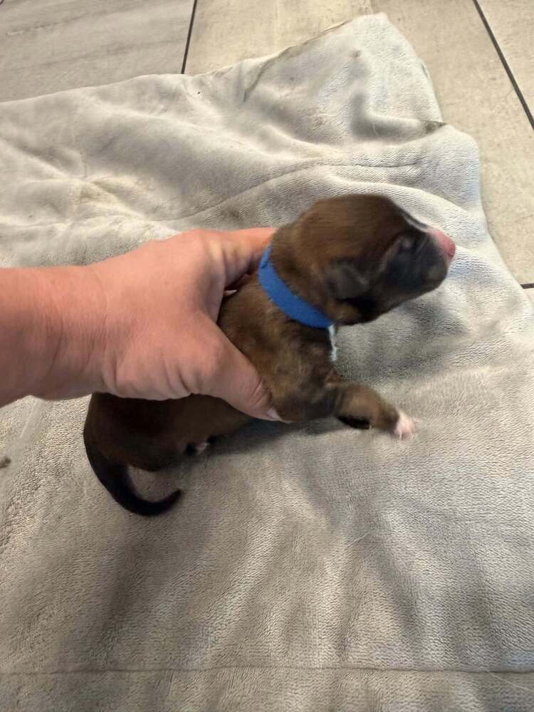 Pokemon- Baby Deino Blue- Located In Arizona