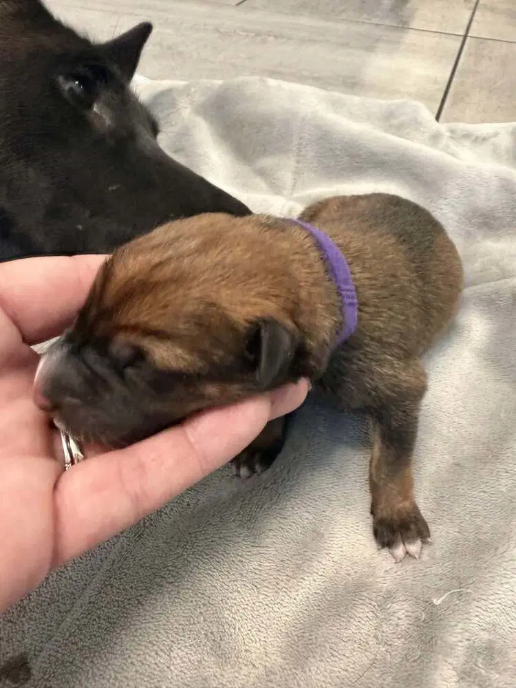 Pokemon- Baby Ditto Purple- Located In Arizona - Belgian Shepherd Malinois