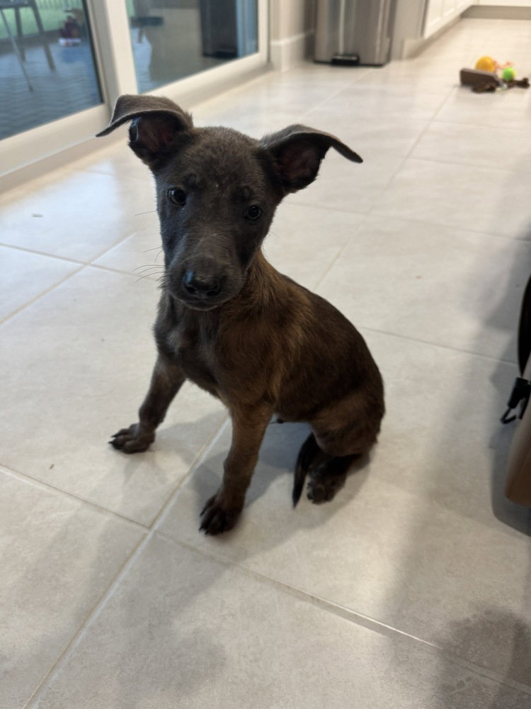Disney Dogs - Zero - Located in FL