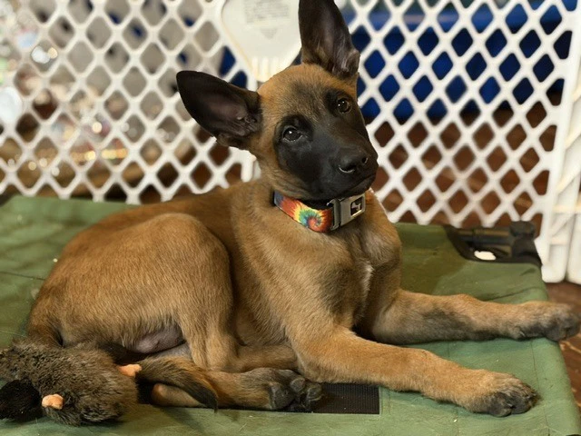 Rossi Located In California