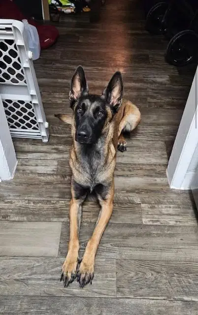 Astrid Located In Colorado - Belgian Shepherd Malinois