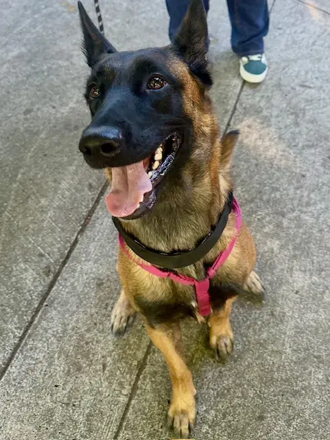 Astrid Located In Colorado image 2