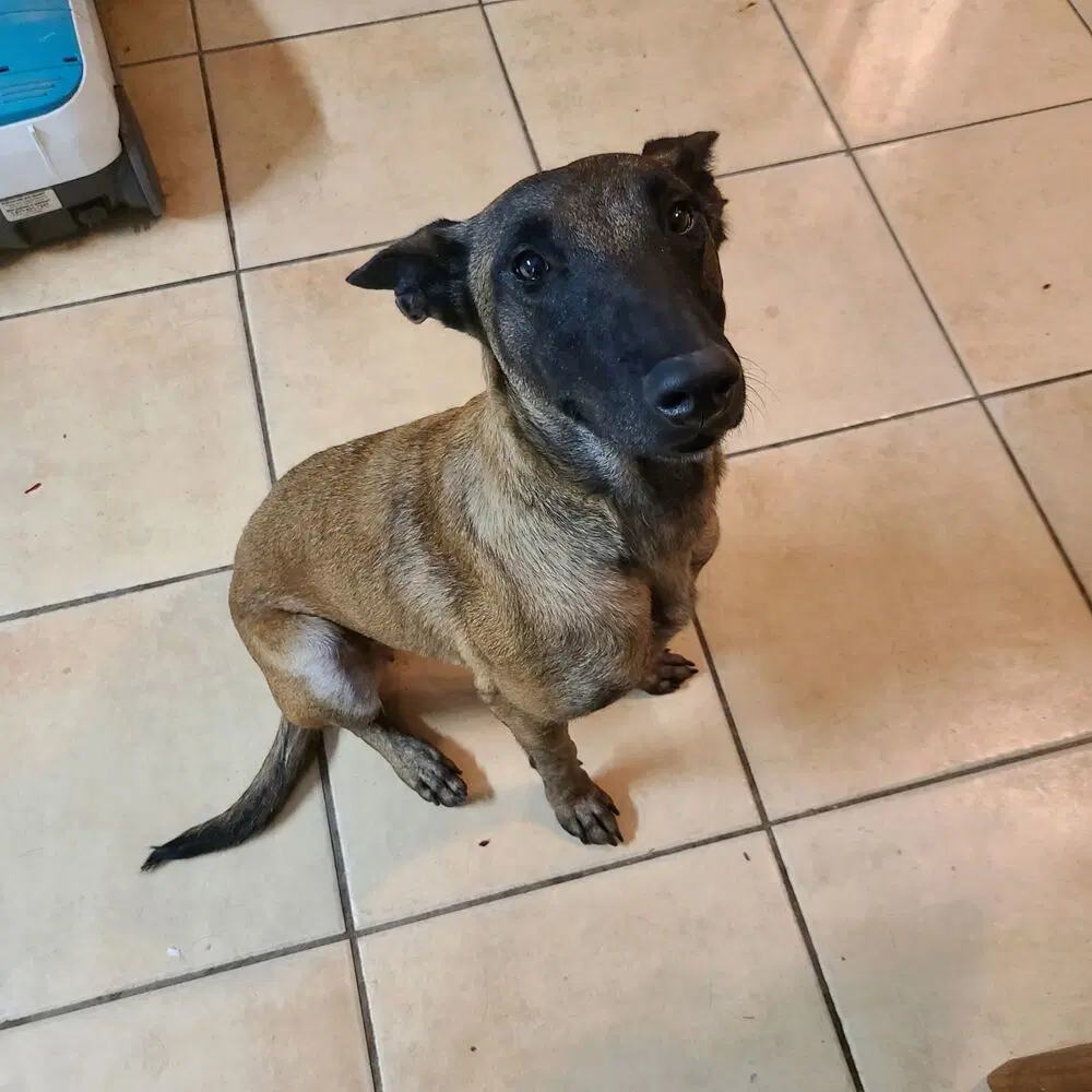 Fabulous Fab- Located In Texas - Belgian Shepherd Malinois