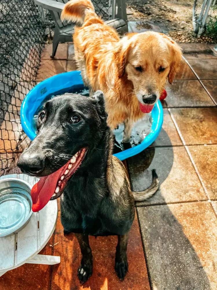 Mak - Located In North Carolina - Belgian Shepherd Malinois