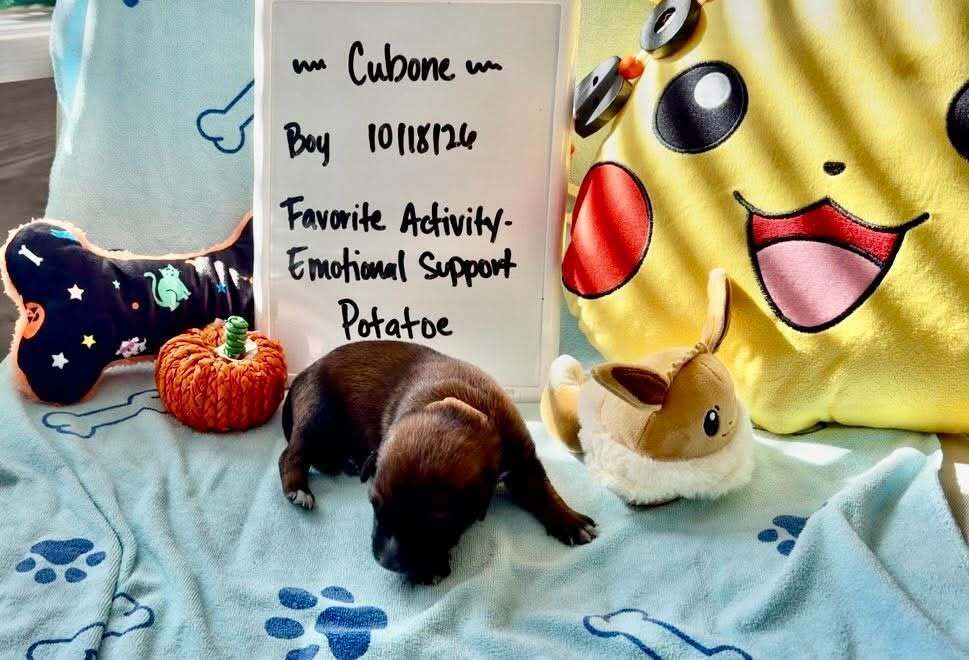 Pokemon- Baby Cubone (brown)- Located in Arizona