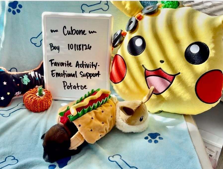 Pokemon- Baby Cubone (brown)- Located in Arizona, photo 2