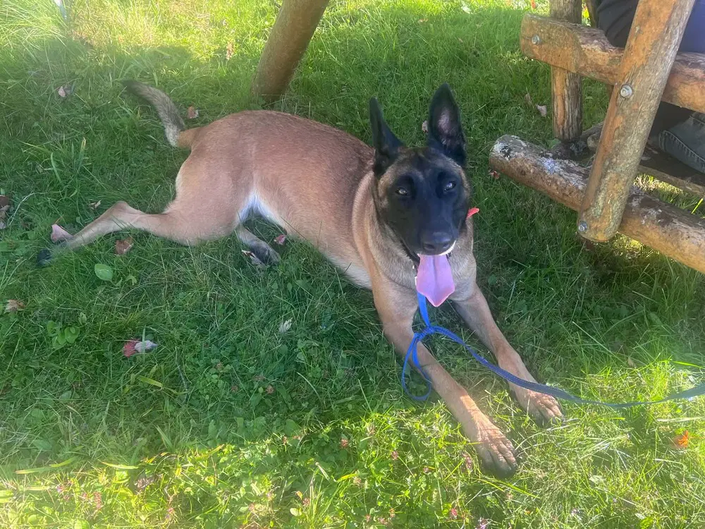 Remi Located In Il image 2
